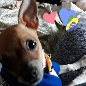 Meet your Posher, Kris